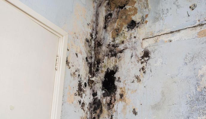 black mold growth on a wall